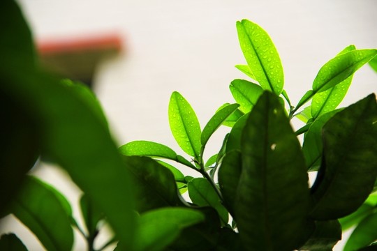 枝葉