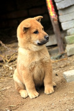 小狗
