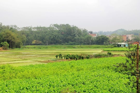 綠色田野