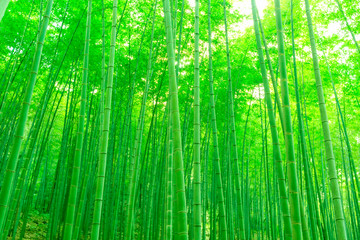 竹林