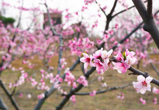 桃花林