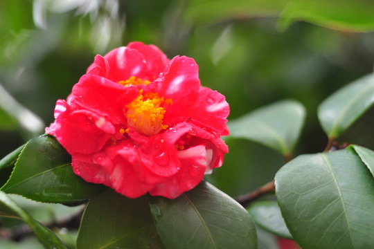 鮮花