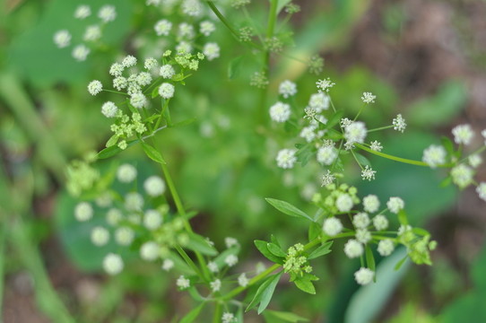芹菜花