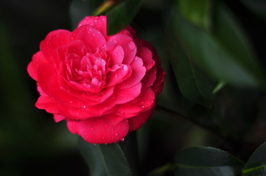 鮮花