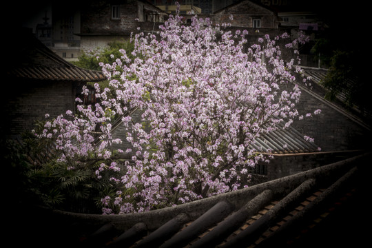 紫荊花