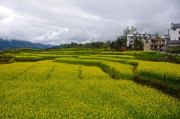 油菜花