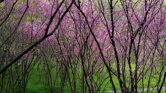 紫荊