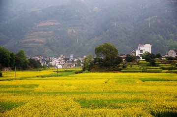 油菜花