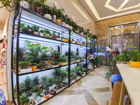 植物櫥窗