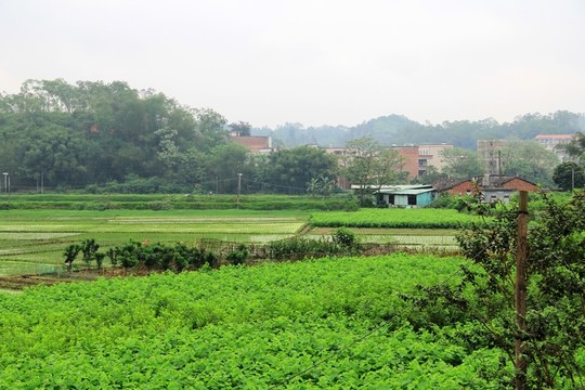 鄉(xiāng)村田野