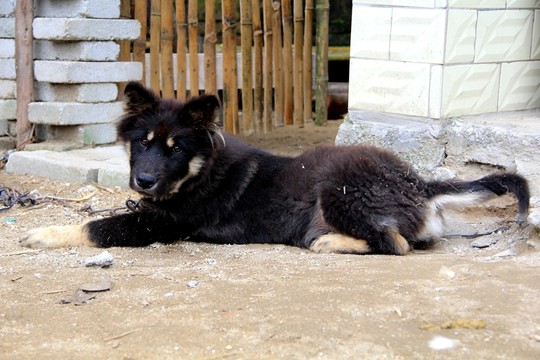 土狗