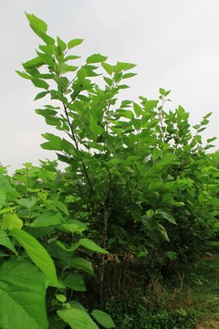 桑樹