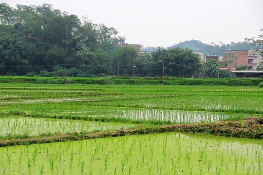 梯田