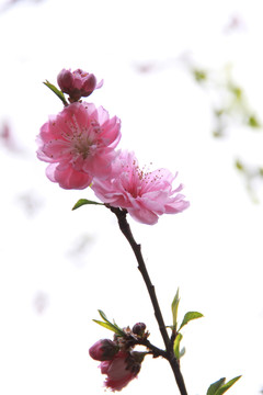 桃花笑春風(fēng)