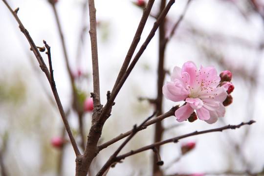 桃花笑春風(fēng)