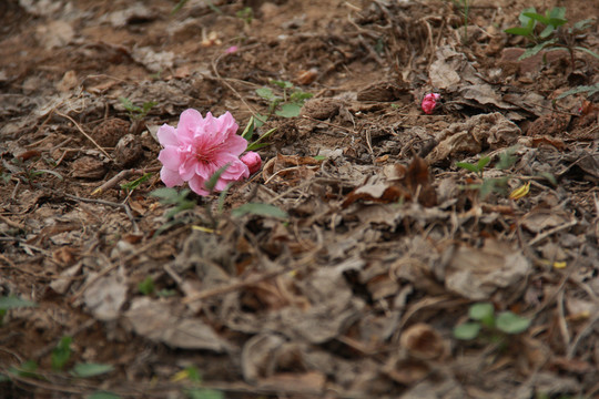 桃花樹(shù)下落花