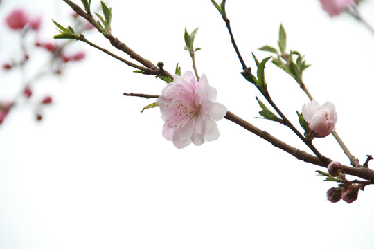 一枝桃花