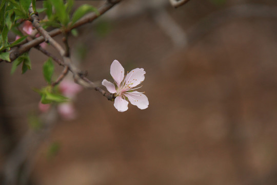一枝桃花