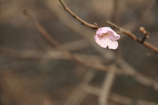 一枝桃花