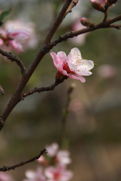 一枝桃花