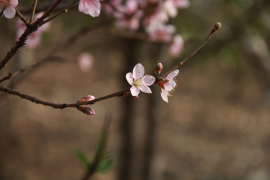 一枝桃花
