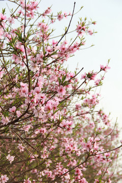 桃花源