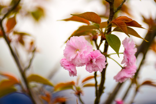櫻花