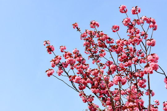 櫻花