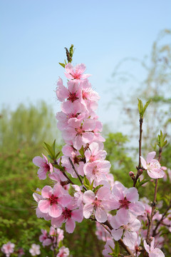 桃花