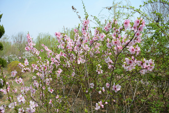 春天的公園