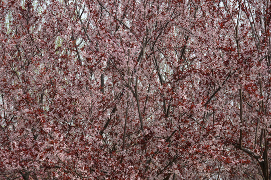 繁花盛開(kāi)