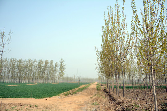 鄉(xiāng)間小路