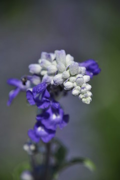 薰衣草