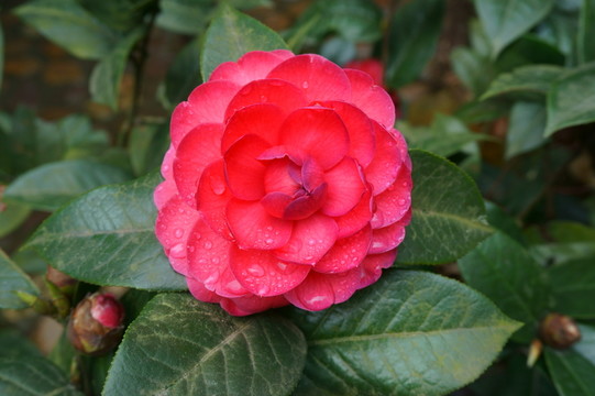 茶花