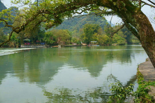 古樹(shù)