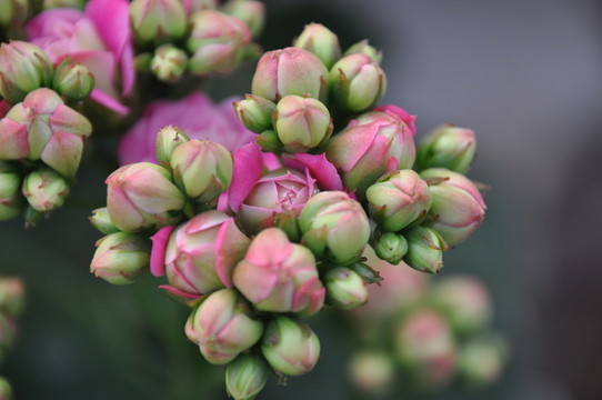 長壽花 壽星花