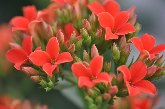 長(zhǎng)壽花 壽星花