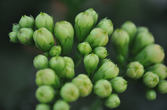 長(zhǎng)壽花 壽星花