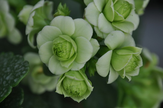 長壽花 壽星花