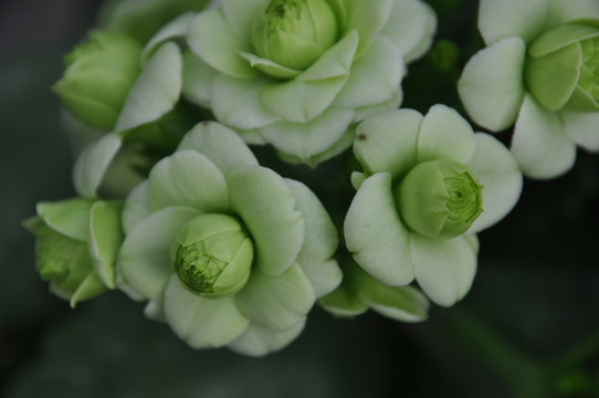 長(zhǎng)壽花 壽星花
