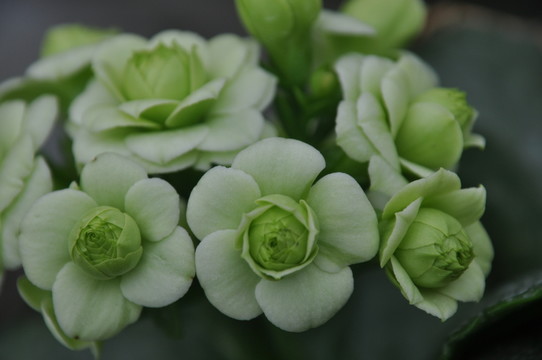 長壽花 壽星花