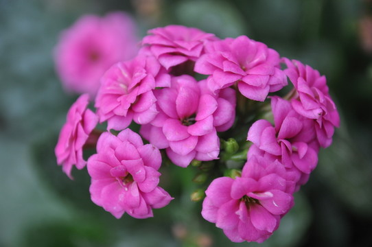 長壽花 壽星花