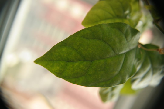 茉莉