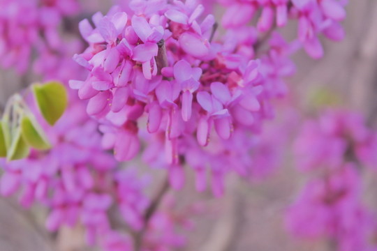 紫荊花