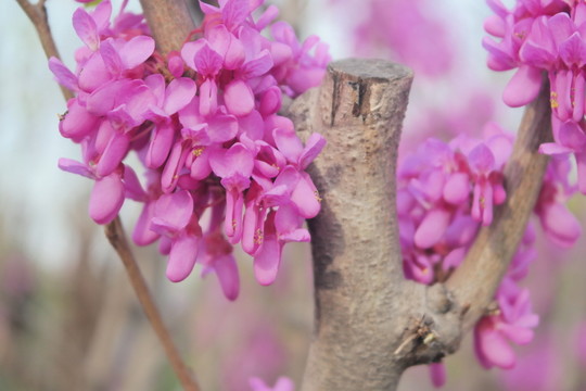 紫荊花