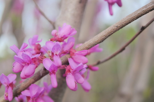 紫荊花