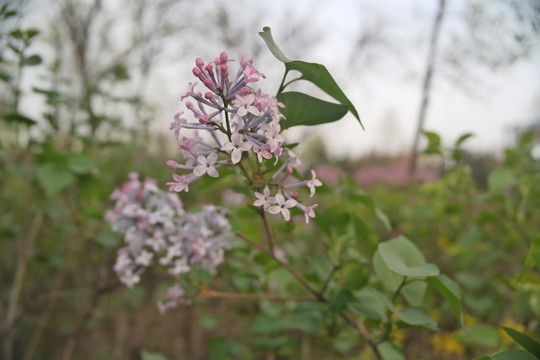 丁香花
