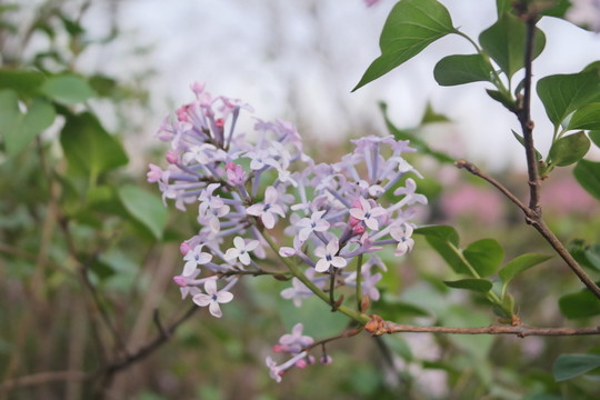 丁香花