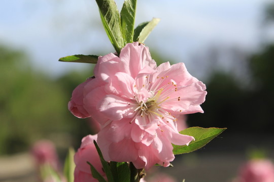 桃花
