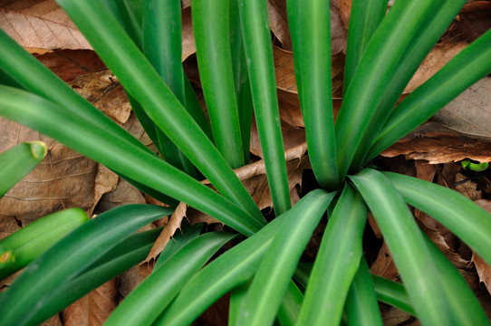 綠色植物